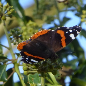 Red Admiral on Ivy flowers
