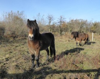 Heathland Image