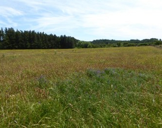 Middle Moor Image