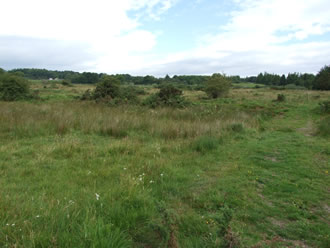 Wetland Image