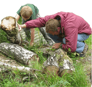 Boy and man looking under logs